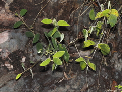 Acacia humifusa (Acacia humifusa)