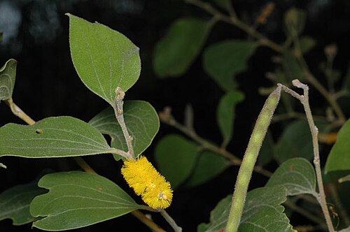Acacia humifusa: Acacia humifusa in Kakadu National Park, Nawurlandja Sandstone Outcrop near Nourlangie Rock, Northern Territory