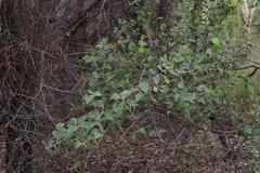 Acacia humifusa (Acacia humifusa)