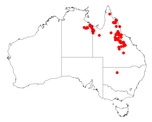 Acacia hyaloneura: Acacia hyaloneura occurrence data from Australasian Virtual Herbarium downloaded from https://doi.org/10.26197/5c06138894b on December 8 2018