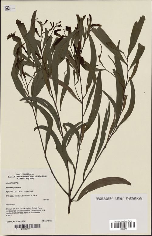 Acacia hylonoma: Acacia hylonoma P03622726 Collected by B. Hyland 1972-09-08 in rainforest in Cape York https://www.gbif.org/occurrence/438049491
