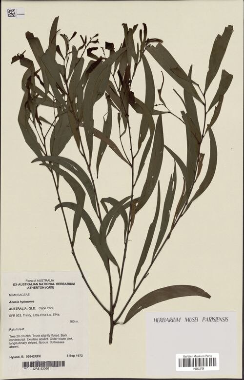 Acacia hylonoma: Acacia hylonoma P03622726 Collected by B. Hyland 1972-09-08 in rainforest in Cape York https://www.gbif.org/occurrence/438049491