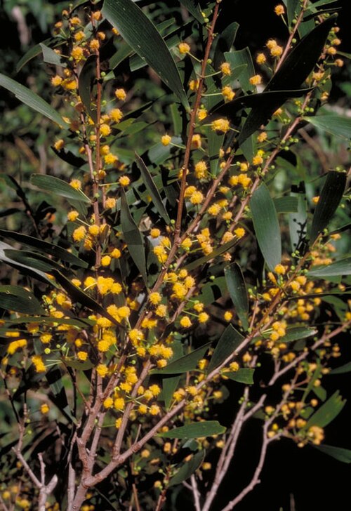 Acacia hylonoma: Acacia hylonoma