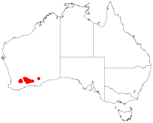 Acacia hystrix: Acacia hystrix occurrence data from Australasian Virtual Herbarium downloaded from https://doi.org/10.26197/5c06138894b on December 8 2018