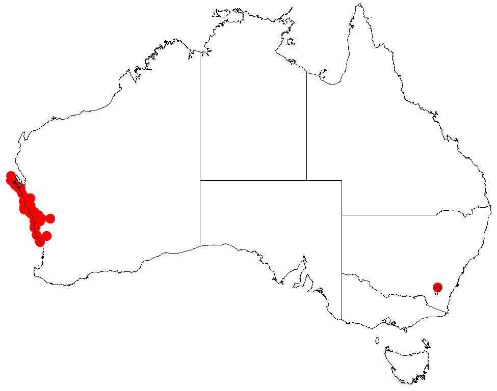 Acacia idiomorpha: Acacia idiomorpha occurrence data from Australasian Virtual Herbarium downloaded from https://doi.org/10.26197/5c06138894b on December 8 2018
