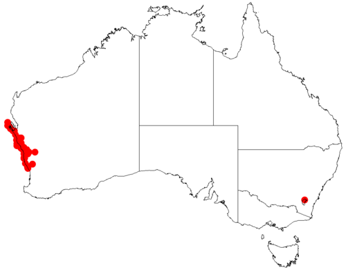 Acacia idiomorpha: Acacia idiomorpha occurrence data from Australasian Virtual Herbarium downloaded from https://doi.org/10.26197/5c06138894b on December 8 2018