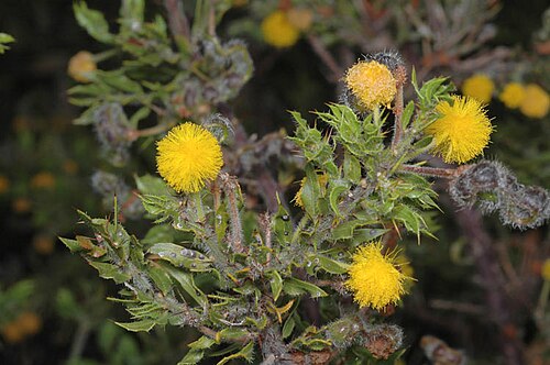 Acacia idiomorpha: Acacia idiomorpha in Kings Park Botanic Gardens, Perth, Western Australia