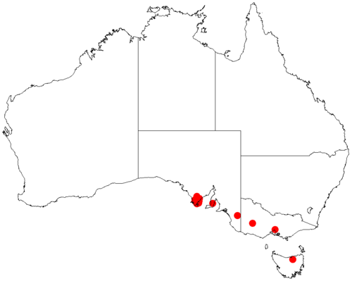 Imbricate wattle: Acacia imbricata occurrence data from Australasian Virtual Herbarium downloaded from https://doi.org/10.26197/5c06138894b on December 8 2018