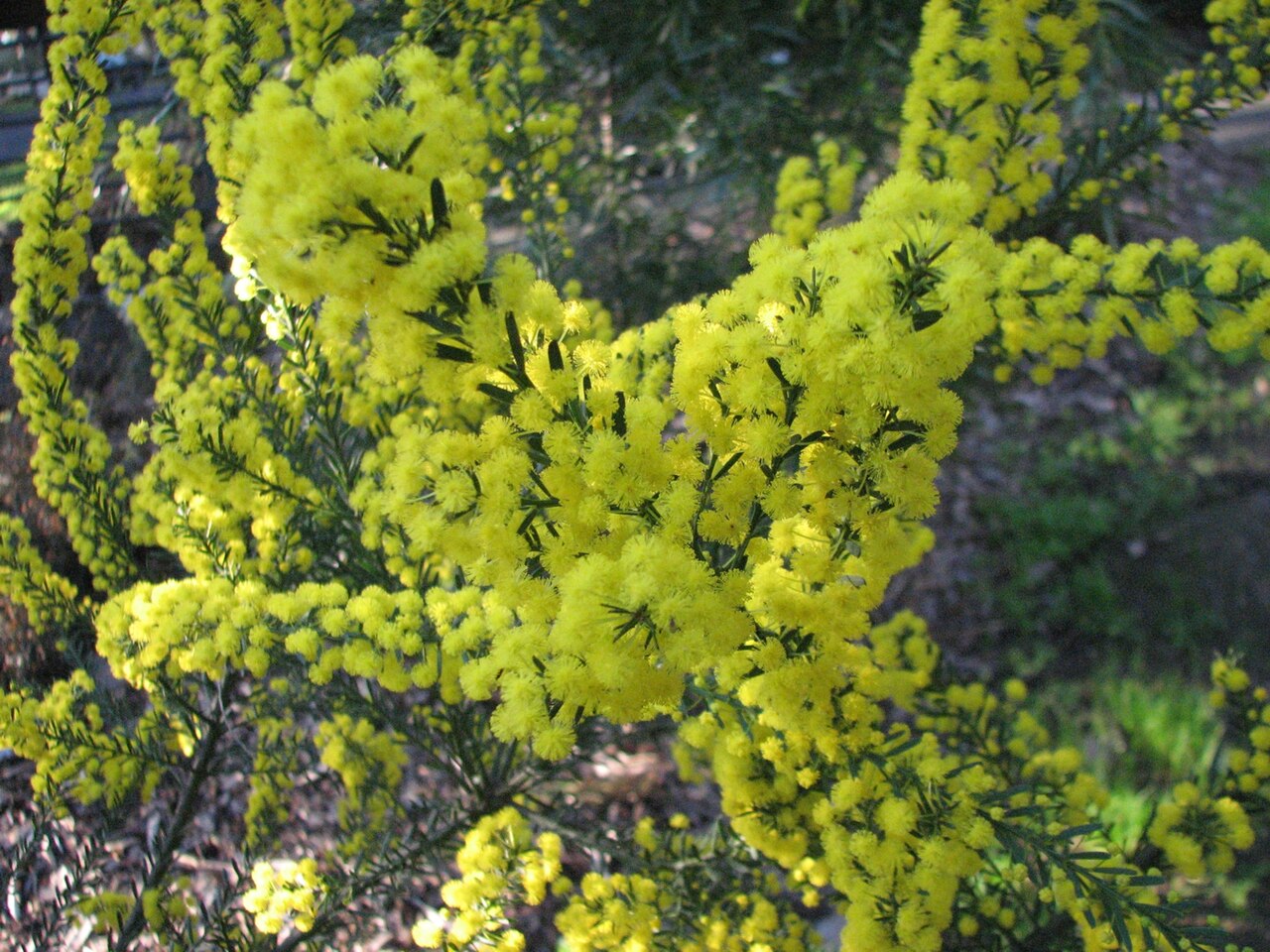 Imbricate wattle: Acacia imbricata (cultivated, labelled), Maranoa Gardens, Balwyn, Victoria, Australia