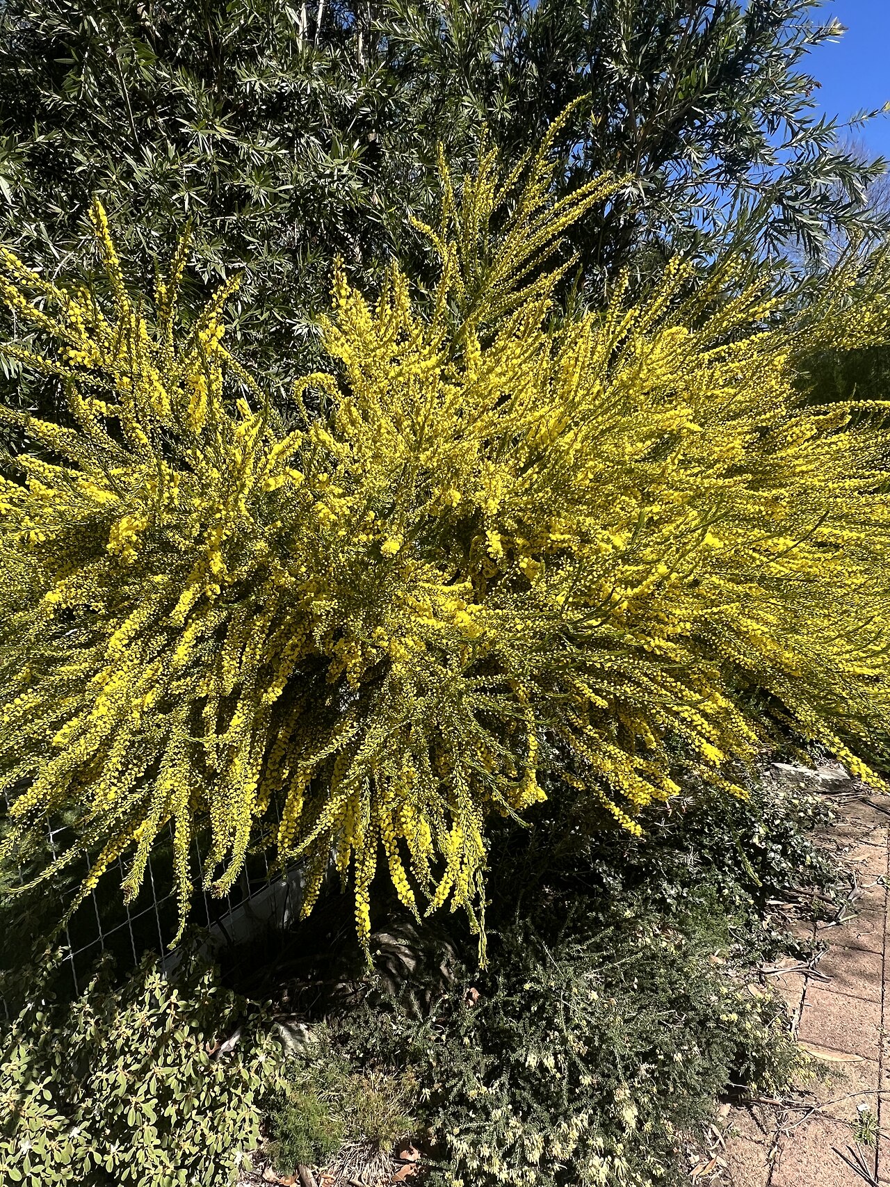 Imbricate wattle: Habit