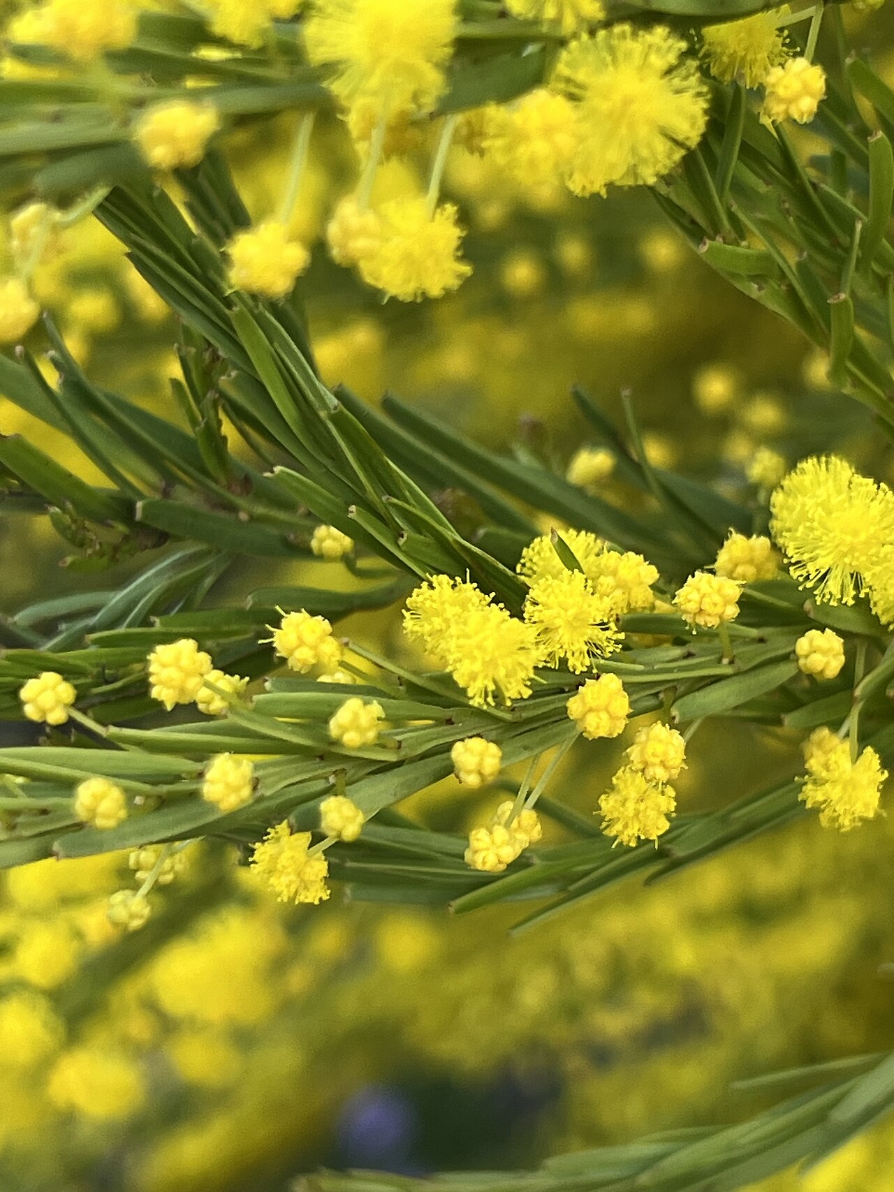 Imbricate wattle: Acacia imbricata