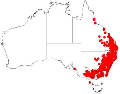 Screw-pod wattle: Acacia implexa occurrence data from Australasian Virtual Herbarium downloaded from https://doi.org/10.26197/5c06138894b on December 8 2018