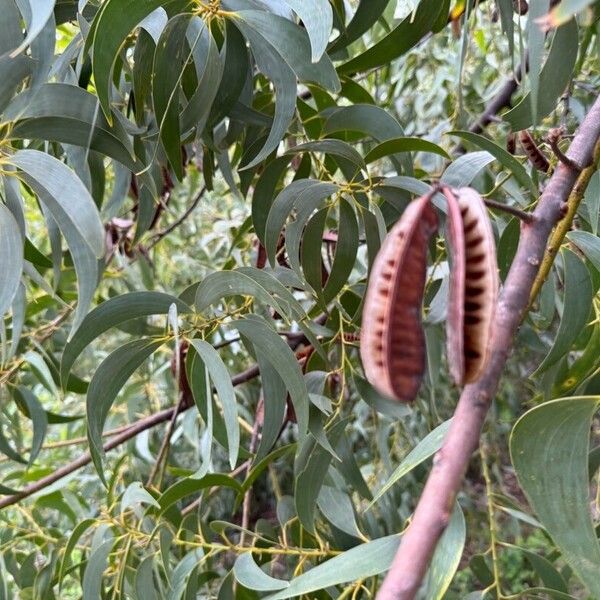 Screw-pod wattle (Acacia implexa)
