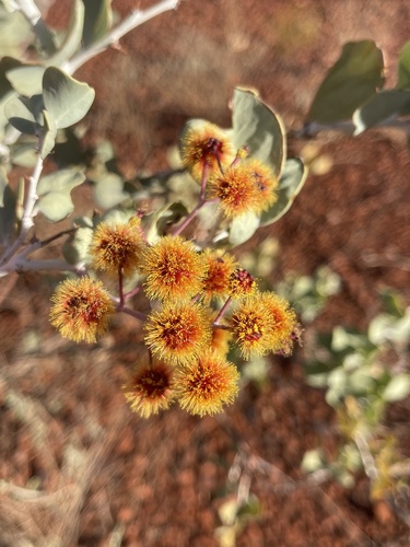 Baderi (Acacia inaequilatera)
