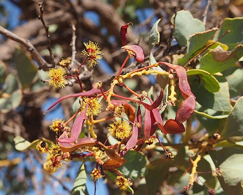 Baderi: Acacia inaequilatera flowers and legumes