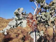 Baderi (Acacia inaequilatera)