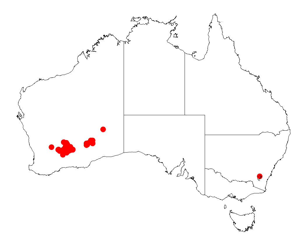 Acacia inaequiloba: Acacia inaequiloba occurrence data from Australasian Virtual Herbarium downloaded from https://doi.org/10.26197/5c06138894b on December 8 2018