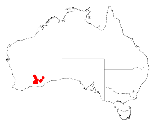 Acacia inamabilis: Acacia inamabilis occurrence data from Australasian Virtual Herbarium downloaded from https://doi.org/10.26197/5c06138894b on December 8 2018