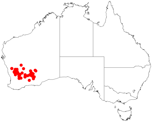 Acacia inceana: Acacia inceana occurrence data from Australasian Virtual Herbarium downloaded from https://doi.org/10.26197/5c06138894b on December 8 2018