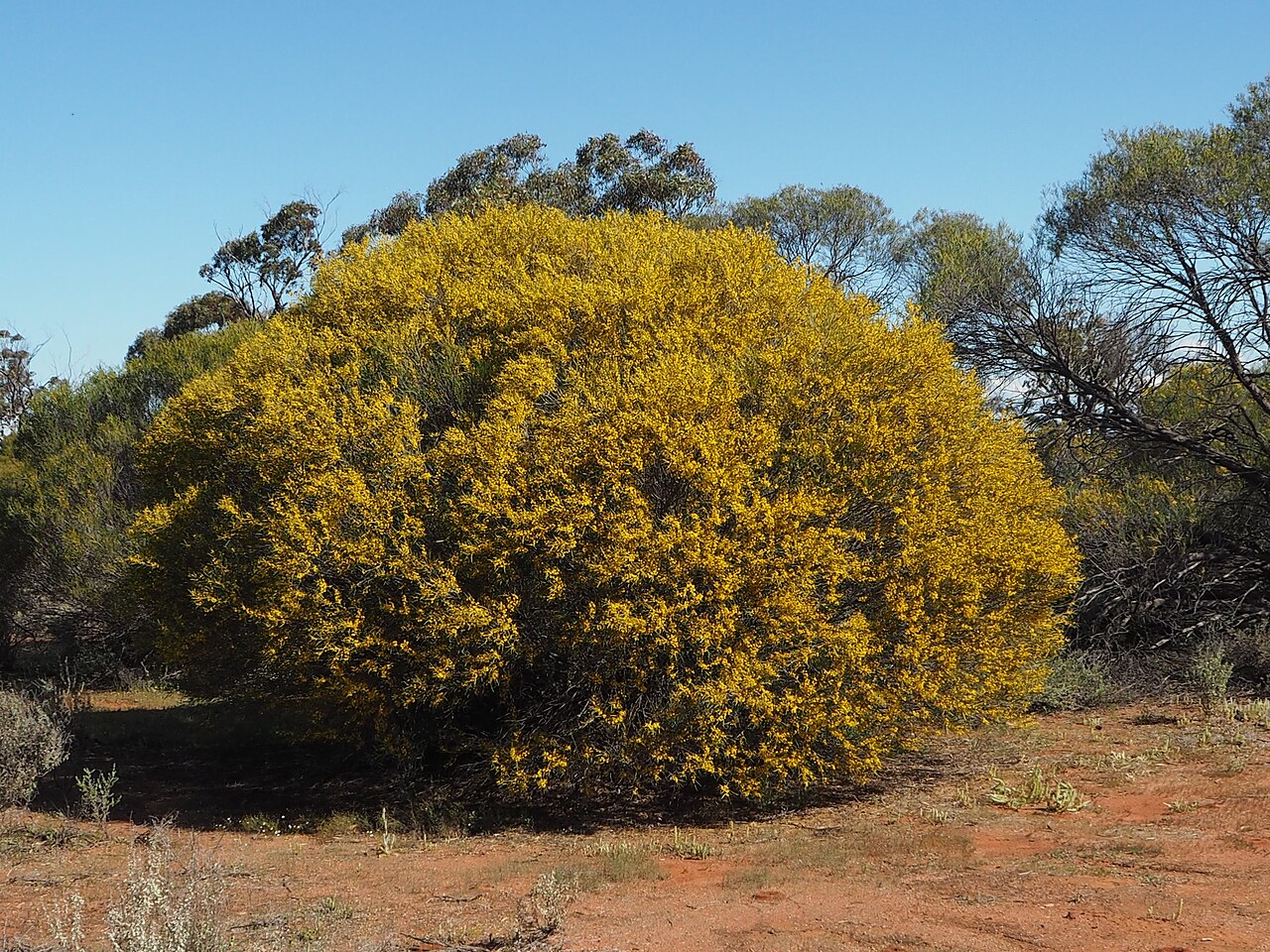 Acacia inceana: Acacia inceana in the Jibberding Nature Reserve, about 22 km north-east of Wubin, Western Australia
