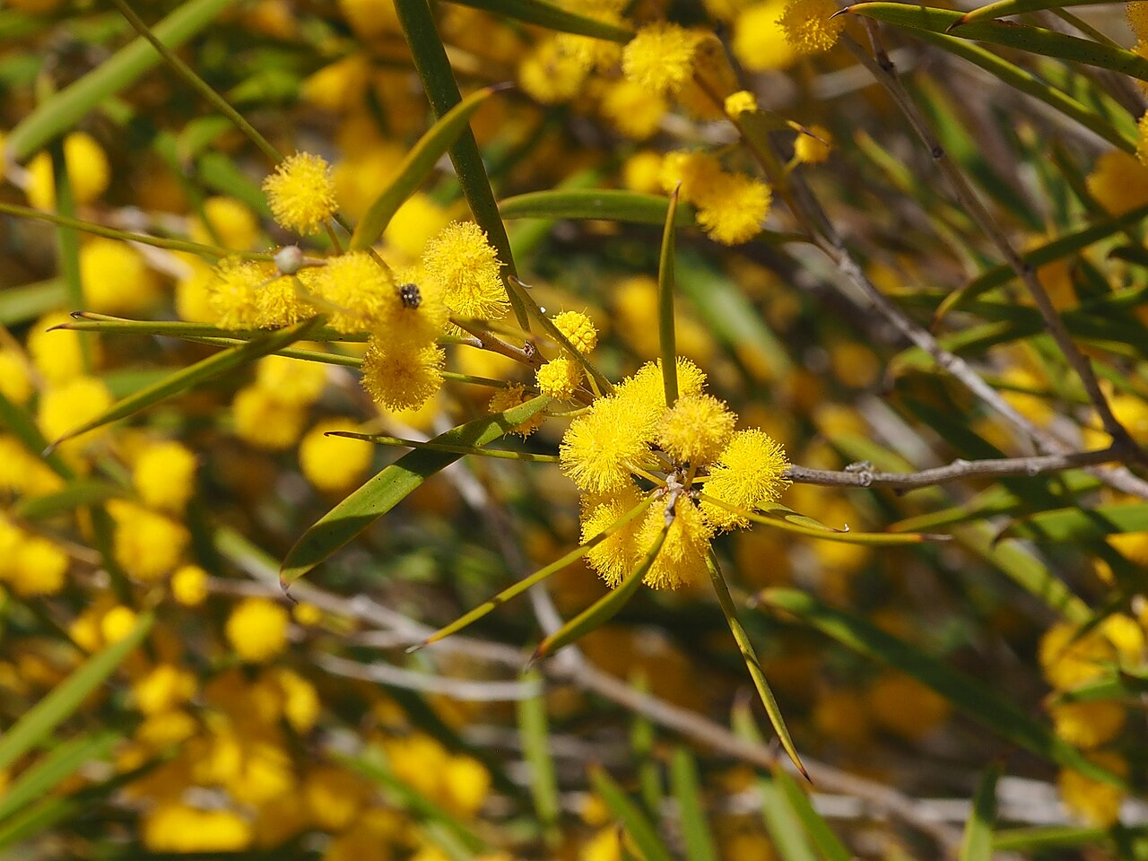 Acacia inceana: Acacia inceana foliage and flowers in the Jibberding Nature Reserve, about 22 km north-east of Wubin
