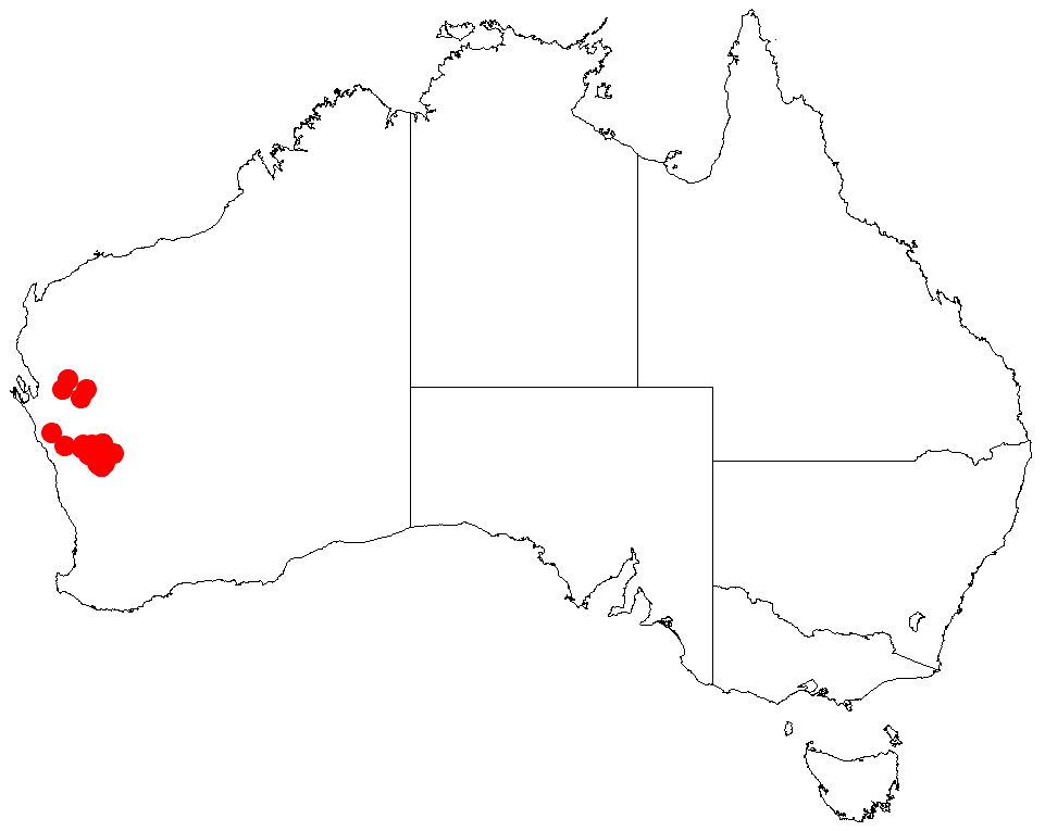 Acacia incognita: Acacia incognita occurrence data from Australasian Virtual Herbarium downloaded from https://doi.org/10.26197/5c06138894b on December 8 2018