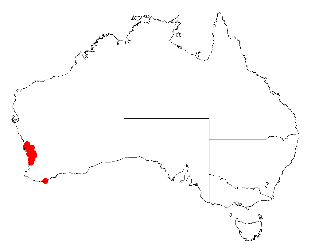 Acacia incrassata: Acacia incrassata occurrence data from Australasian Virtual Herbarium downloaded from https://doi.org/10.26197/5c06138894b on December 8 2018