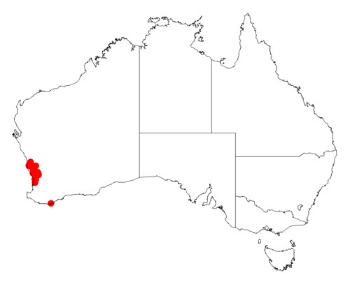 Acacia incrassata: Acacia incrassata occurrence data from Australasian Virtual Herbarium downloaded from https://doi.org/10.26197/5c06138894b on December 8 2018