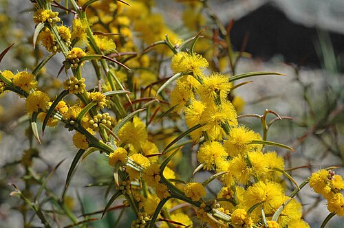 Acacia incurva: Acacia incurva in the Australian National Botanic Gardens, Australian Capital Territory