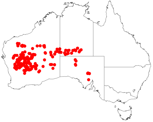 Acacia incurvaneura: Acacia incurvaneura occurrence data from Australasian Virtual Herbarium downloaded from https://doi.org/10.26197/5c06138894b on December 8 2018