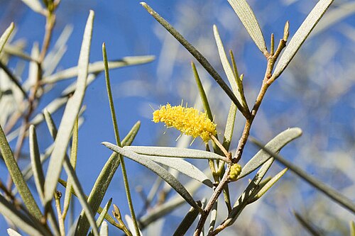 Acacia incurvaneura: Acacia incurvaneura