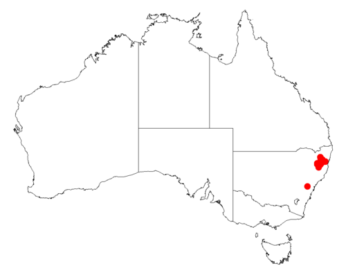 Acacia ingramii: Acacia ingramii occurrence data from Australasian Virtual Herbarium downloaded from https://doi.org/10.26197/5c06138894b on December 8 2018