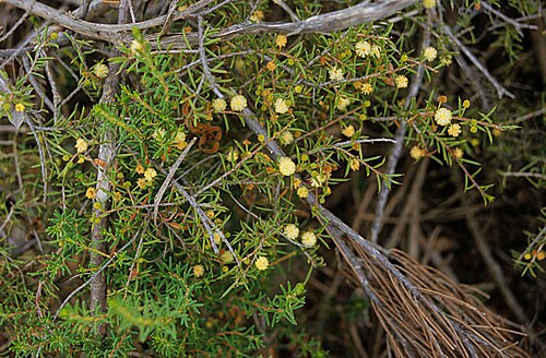 Acacia ingrata: Acacia ingrata in the Fitzgerald River National Park near Hopetoun