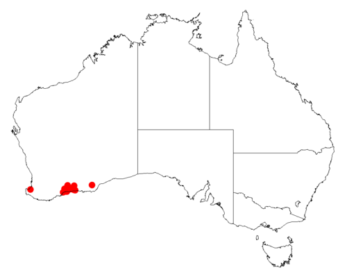 Acacia ingrata: Acacia ingrata occurrence data from Australasian Virtual Herbarium downloaded from https://doi.org/10.26197/5c06138894b on December 8 2018