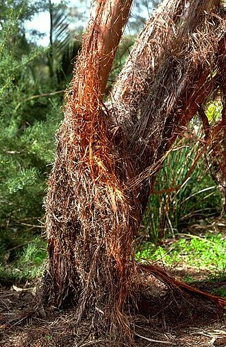 Acacia inophloia: Acacia inophloia bark in Kings Park Botanic Gardens