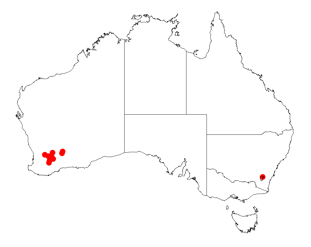 Acacia inophloia: Acacia inophloia occurrence data from Australasian Virtual Herbarium downloaded from https://doi.org/10.26197/5c06138894b on December 8 2018