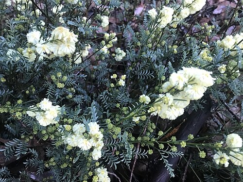 Acacia insolita: Acacia insolita near Manjimup, Western Australia
