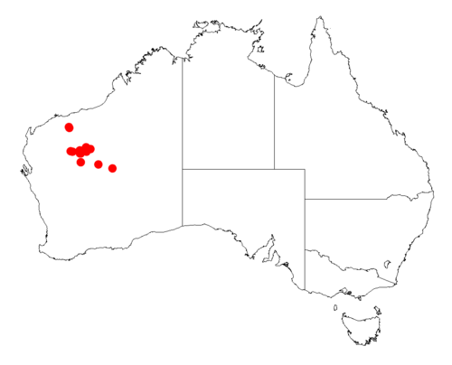 Acacia intorta: Acacia intorta occurrence data from Australasian Virtual Herbarium downloaded from https://doi.org/10.26197/5c06138894b on December 8 2018