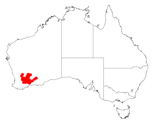 Acacia intricata: Acacia intricata occurrence data from Australasian Virtual Herbarium downloaded from https://doi.org/10.26197/5c06138894b on December 8 2018