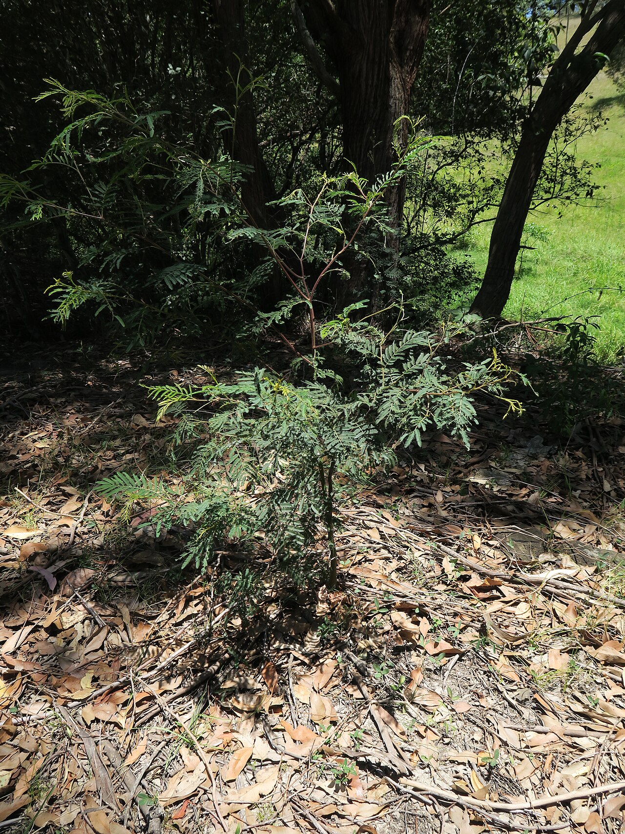 Green wattle: Green Wattle is a native shrub or tree 4-12m tall. In the Common it mostly occurs adjacent to waterways, but can occur elsewhere. It is a host plant for the Imp