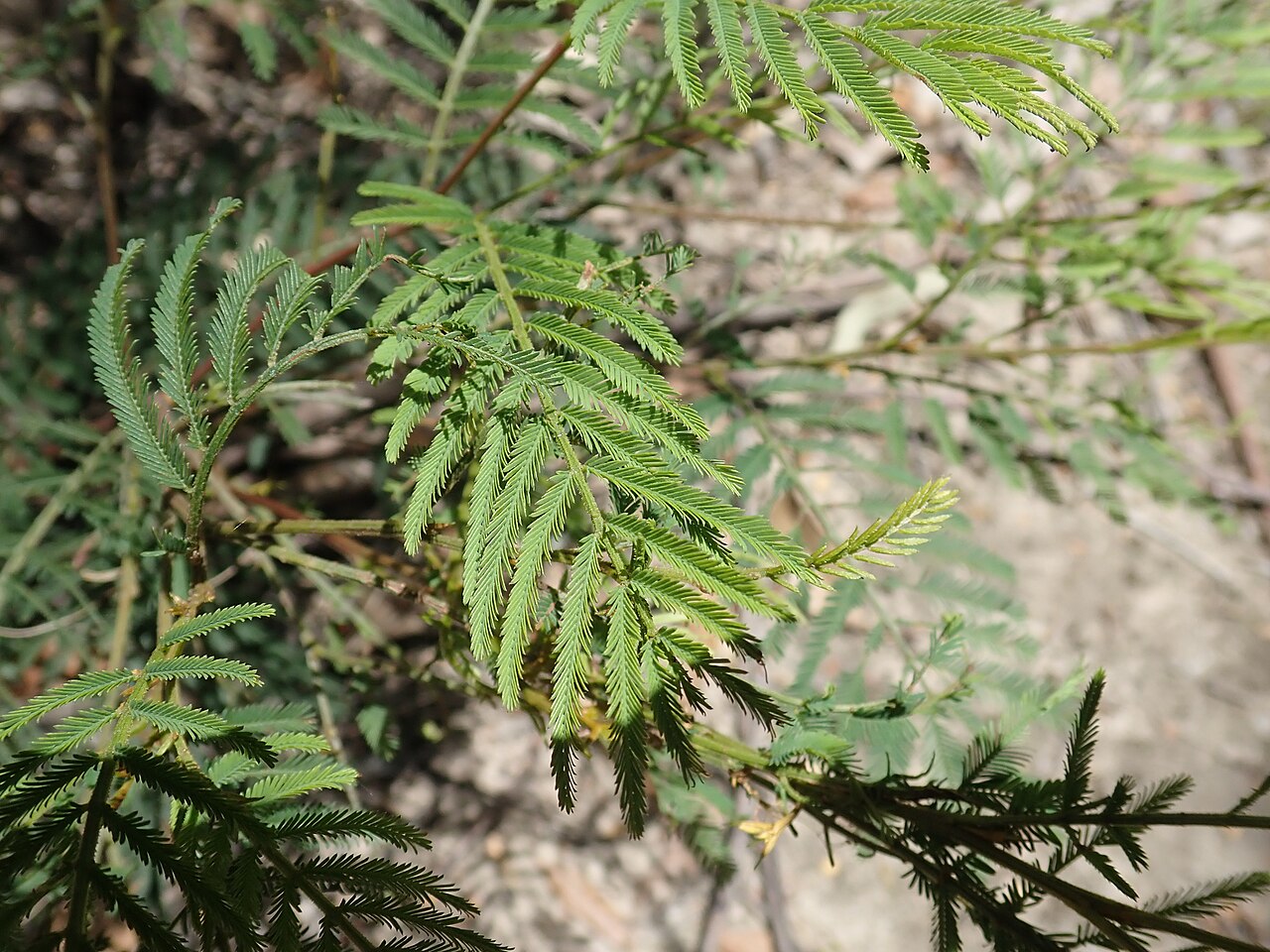 Green wattle: Green Wattle is a native shrub or tree 4-12m tall. In the Common it mostly occurs adjacent to waterways, but can occur elsewhere. It is a host plant for the Imp