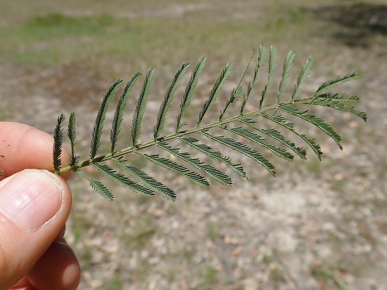 Green wattle: Green Wattle is a native shrub or tree 4-12m tall. In the Common it mostly occurs adjacent to waterways, but can occur elsewhere. It is a host plant for the Imp