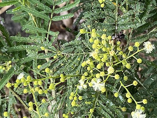 Green wattle: Acacia irrorata in the Bunya Mountains National Park