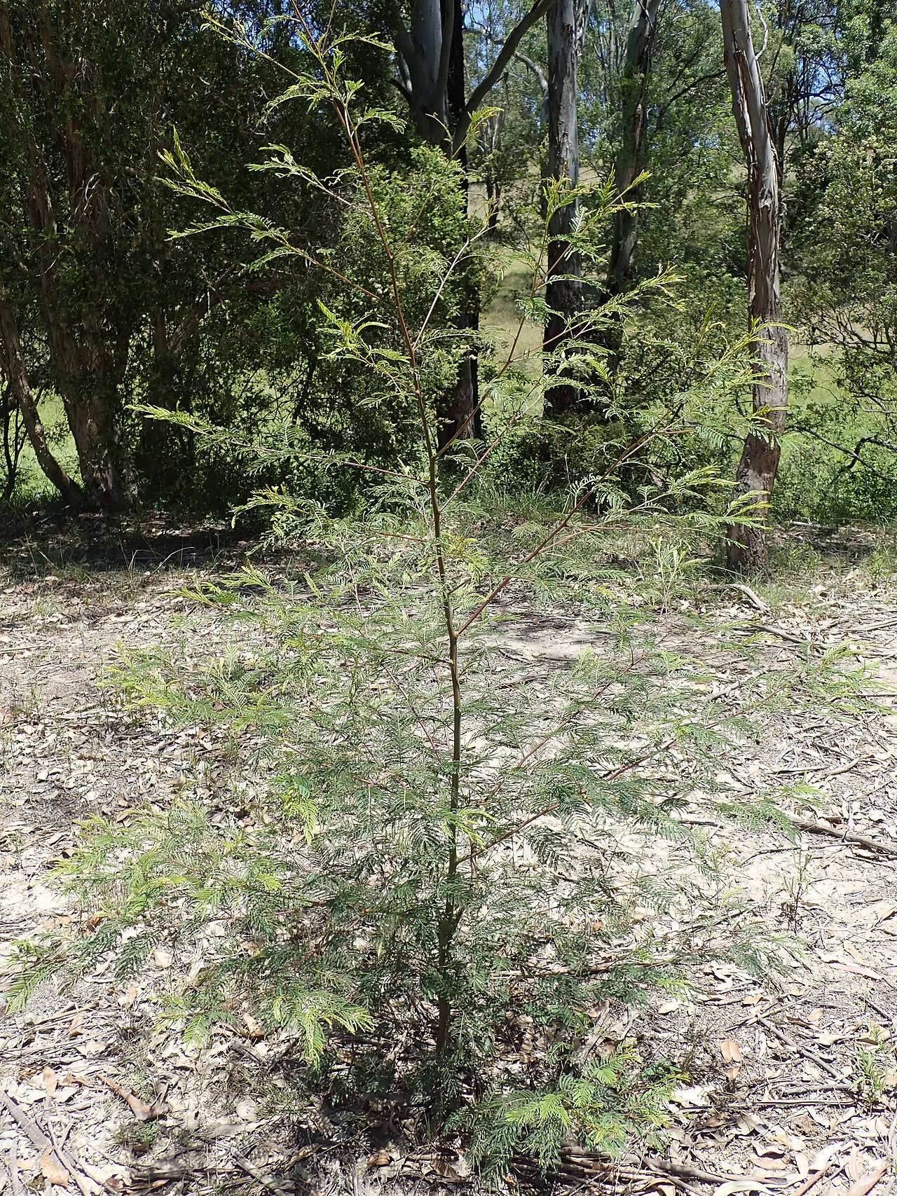 Green wattle: Green Wattle is a native shrub or tree 4-12m tall. In the Common it mostly occurs adjacent to waterways, but can occur elsewhere. It is a host plant for the Imp