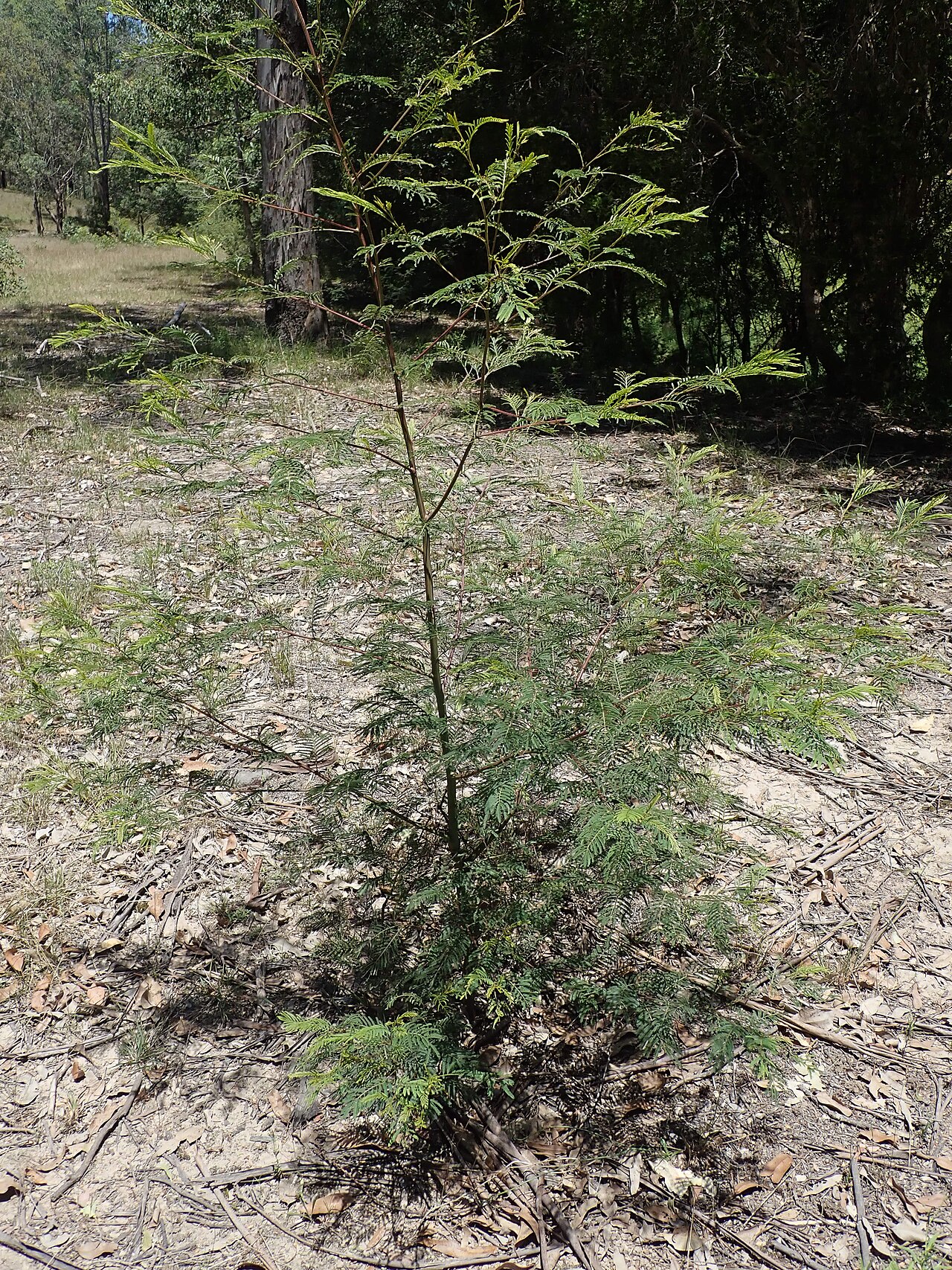 Green wattle: Green Wattle is a native shrub or tree 4-12m tall. In the Common it mostly occurs adjacent to waterways, but can occur elsewhere. It is a host plant for the Imp
