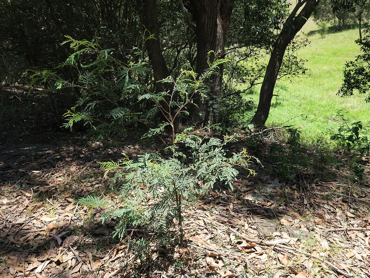 Green wattle: Green Wattle is a native shrub or tree 4-12m tall. In the Common it mostly occurs adjacent to waterways, but can occur elsewhere. It is a host plant for the Imp