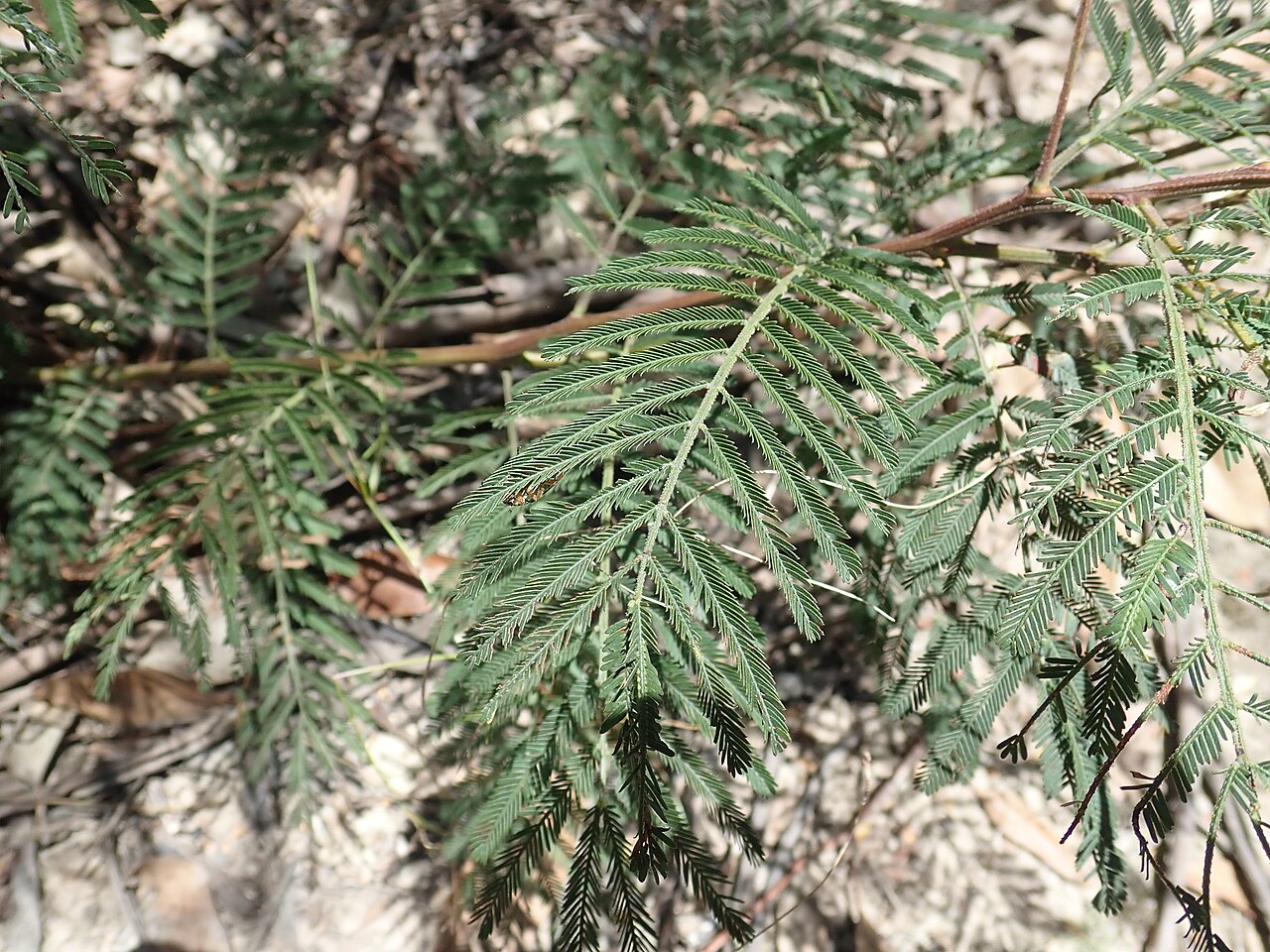 Green wattle: Green Wattle is a native shrub or tree 4-12m tall. In the Common it mostly occurs adjacent to waterways, but can occur elsewhere. It is a host plant for the Imp