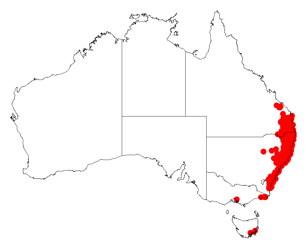 Green wattle: Acacia irrorata occurrence data from Australasian Virtual Herbarium downloaded from https://doi.org/10.26197/5c06138894b on December 8 2018