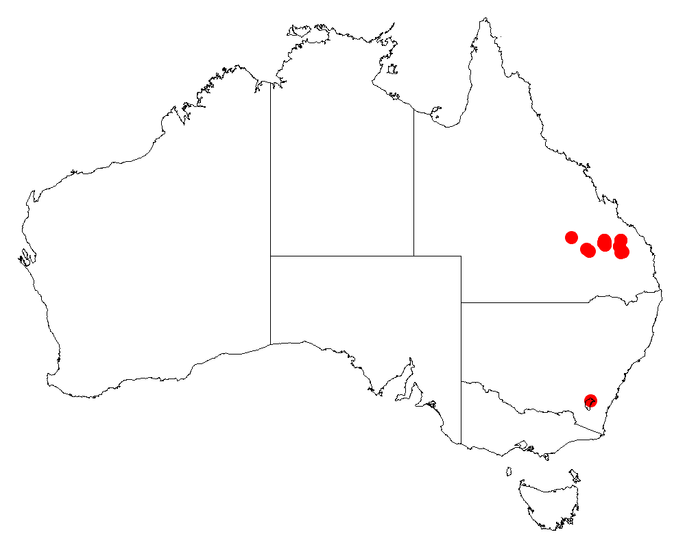 Acacia islana: Acacia islana occurrence data from Australasian Virtual Herbarium downloaded from https://doi.org/10.26197/5c06138894b on December 8 2018
