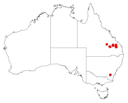 Acacia islana: Acacia islana occurrence data from Australasian Virtual Herbarium downloaded from https://doi.org/10.26197/5c06138894b on December 8 2018